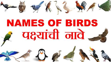 Name of Birds|Birds Name Marathi & English language|Birds ...