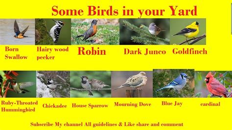 Name Of Birds|Learn About Birds|Birds Name in English ...