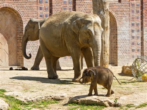 Namensabstimmung für Elefantenjungtier im Zoo Leipzig hat begonnen ...