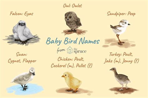 Names for Baby Birds by Age and Species