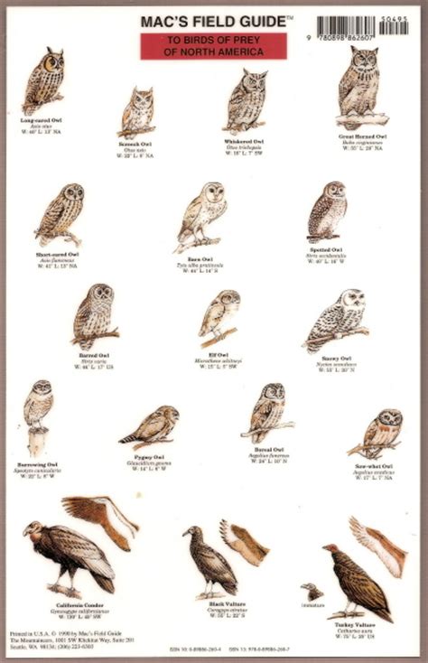Names Of Birds Of Prey
