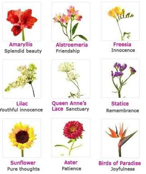 Names of Flowers | Types Of Flowers With Pictures And ...