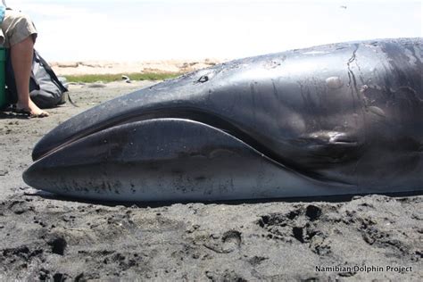 Namibian Dolphin Project: Rescuing a pygmy right whale