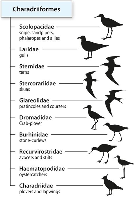 Naming birds: Bird taxonomy and identification ...
