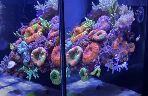 Nano acuarios marinos con la decoración  flotante  ¿Sabes hacerlos ...