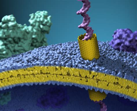 Nanotubos de carbono actúan como canales en la membrana ...