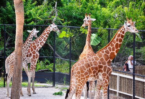 Naples Zoo: Explore the Animal Kingdom in Paradise | Naples, Marco ...
