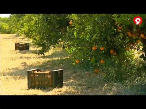 Naranjas Che Dossiers Canal 9 Junio 2012   YouTube