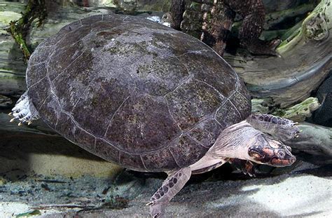 National Aquarium | Giant South American River Turtle