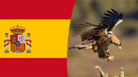 NATIONAL BIRD: Spain   Spanish Imperial Eagle   YouTube