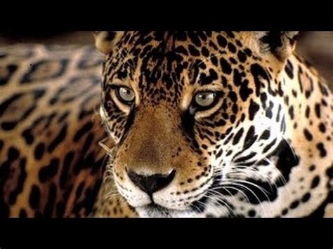 National Geographic 2017   Documental Animales en Peligro ...
