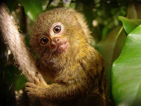 National Geographic en Twitter:  El tití pigmeo  Cebuella pygmaea ...