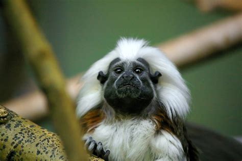 National Geographic entregó premio a Barranquillera por conservar el ...