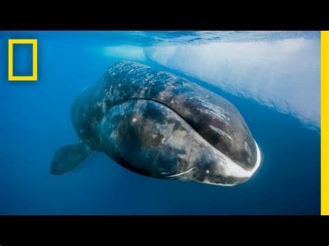 National Geographic Live!   Catching a 200 Year Old Whale ...