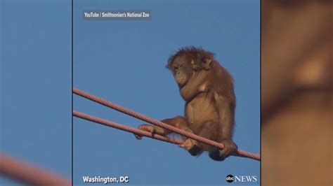National Zoo s baby orangutan goes for a wild ride Video ...