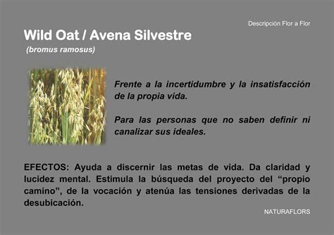 NaturaFlors: Wild Oat / Avena Silvestre