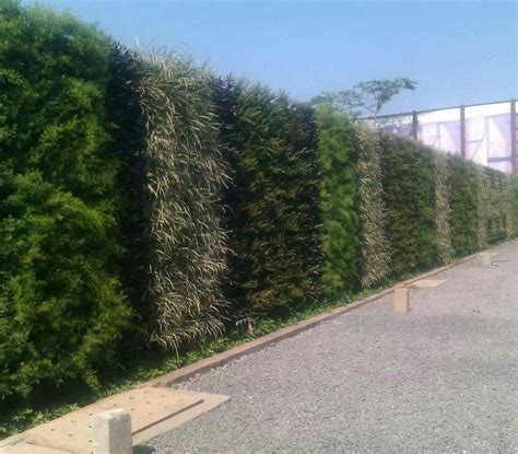 Natural Green Walls at Rs 1200/foot | Green Walls | ID: 16068626088