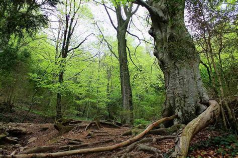 Natural landscapes: Forests in Catalonia   Blog Oi Realtor