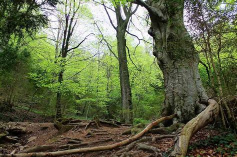 Natural landscapes: Forests in Catalonia Blog Oi Realtor