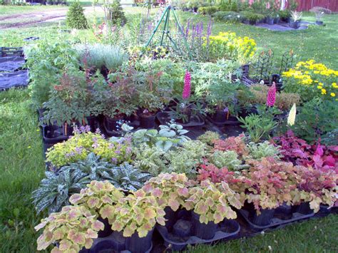 Natural Perennial Plants for Shade – HomesFeed