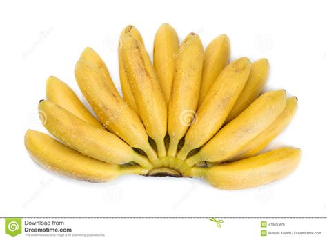 Natural Small Tropical Banana In A Bunch Stock Photo ...