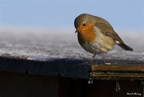 Naturaleza Cantábrica: ¿Cómo resisten las aves el frío?