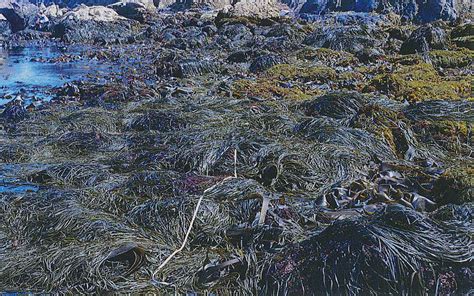 Naturaleza Cantábrica: La desaparición de los bosques de algas