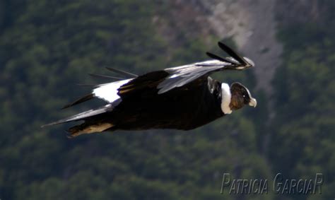 Naturaleza en imagenes: Cóndor  Vultur gryphus