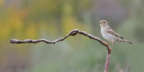 Naturaleza Forestal: Comedero para aves de invierno.