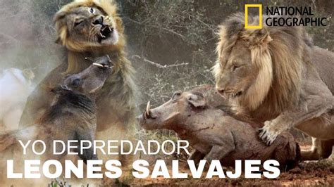 NATURALEZA  Leones salvajes,León,Yo Depredador,ANIMALES ...