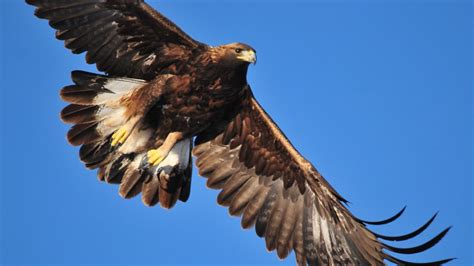 Naturaleza posible: El águila real es el símbolo vivo de ...