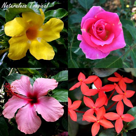 Naturaleza Tropical: 4 arbustos con flores hermosas ...