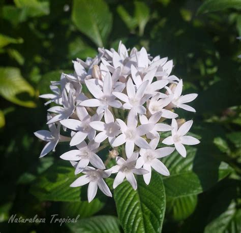 Naturaleza Tropical: Flor estrellita de jardín nombre ...