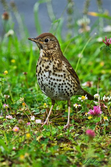 NATURALEZA: Zorzal Comun