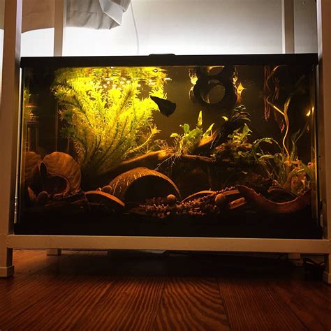 Naturalistic blackwater aquarium for my betta : Aquariums