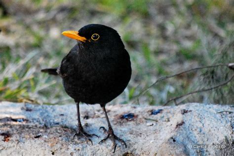 Naturalmente... Andújar: Pequeñas aves en la Sierra de Andújar