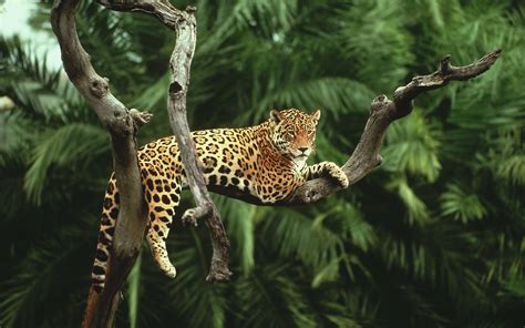 nature, Animals, Jaguars Wallpapers HD / Desktop and ...