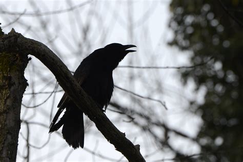 Nature   Corvus corone