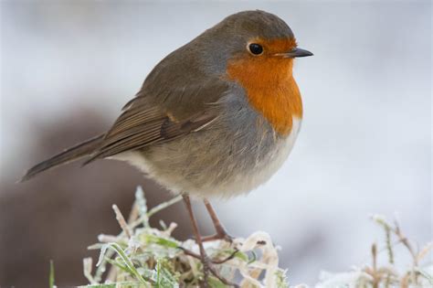 Nature Notes: The robin   the bird most synonymous with ...