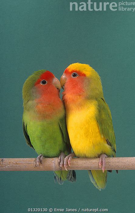 Nature Picture Library Pair of Lovebirds  Agapornis sp ...