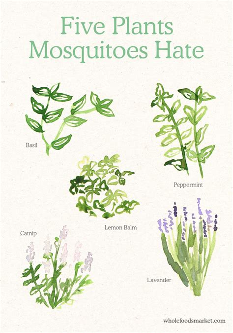 Nature’s Ways to Keep Mosquitos and Bugs at Bay | Whole ...