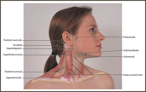 Neck and Head: Regional Lymph at Allen College   StudyBlue