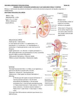 nefrona | Fisiología, Enseñanza de química, Anatomia y fisiologia