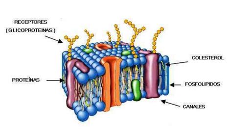 NEHC 20012 Chapter 1 5: estructura de la membrana celular ...