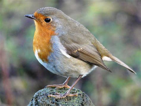 Neil s Daily Bird: 3 : European Robin