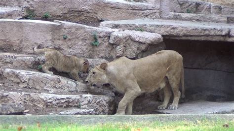 Neix un lleó al Zoo de Barcelona   YouTube