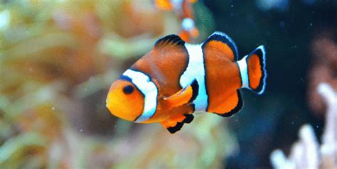 ¡Nemo! | El pez payaso en peligro de extinción por el cambio climático ...