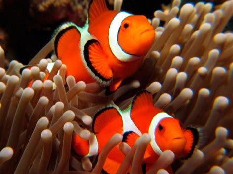 Nemo  puede extinguirse: el pez payaso, en riesgo por cambio climático ...