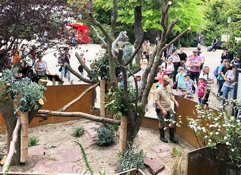 Neues Außengehege für Koalas im Zoo Leipzig   Zoo Leipzig