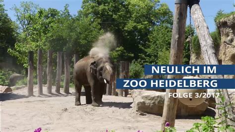 Neulich im Zoo Heidelberg 3/2017   YouTube